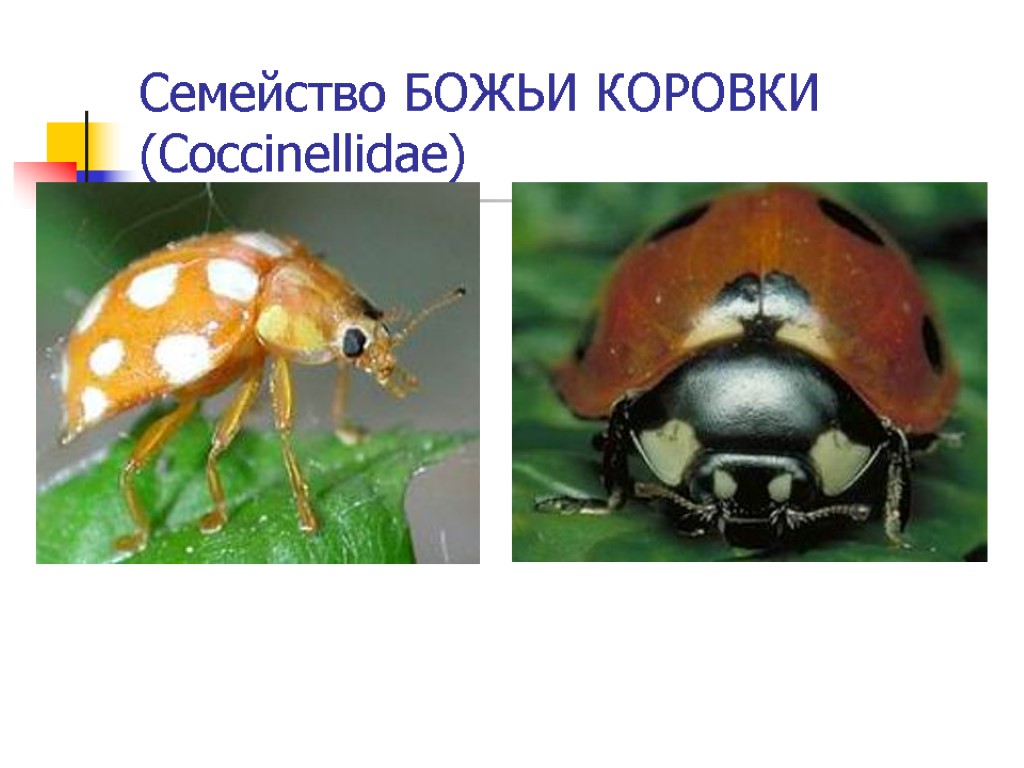 Семейство БОЖЬИ КОРОВКИ (Coccinellidae)